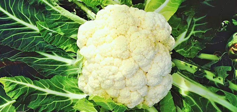 طريقة طهي القرنبيط الصحيحة؟