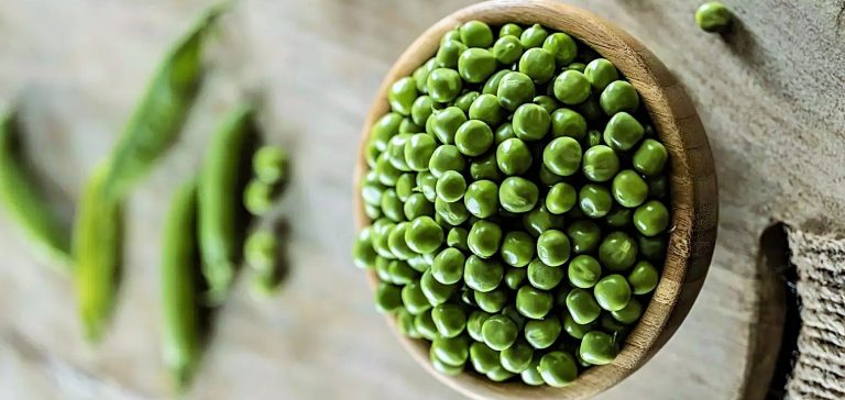 البازلاء ما بين الخصائص والقيم الغذائية والفوائد العلاجية