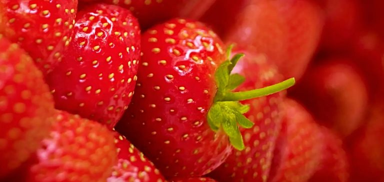 تاريخ الفراولة وحكاياتها الحلوة تاريخ الفراولة وحكاياتها الحلوة
