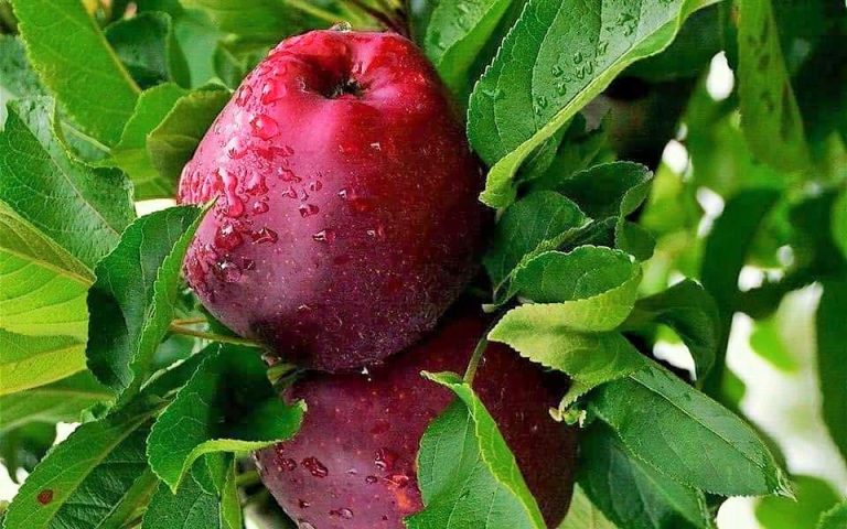 عصير التفاح وفوائده المثيرة للاهتمام!