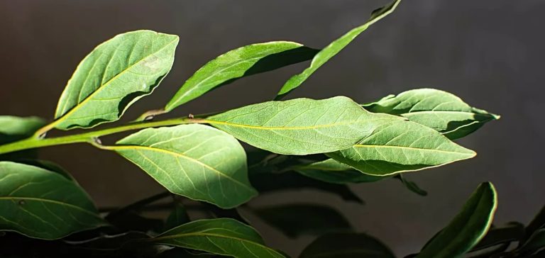 ورق الغار العطري وفوائده العديدة