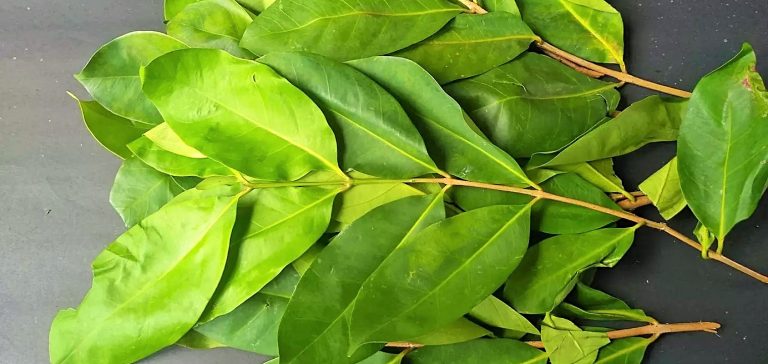 ورق الغار ما بين الفوائد والاستخدامات