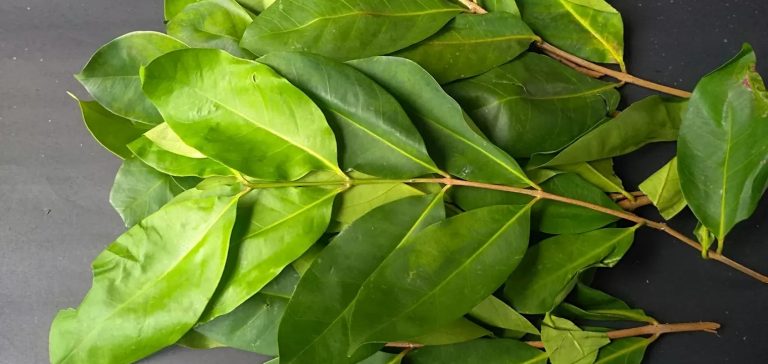 فوائد أوراق الغار الصحية واستخداماته المنزلية