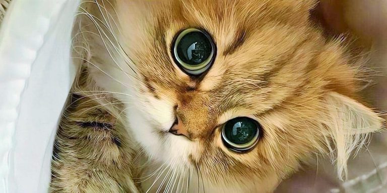 هذه هي روائح القطط المُفضلة