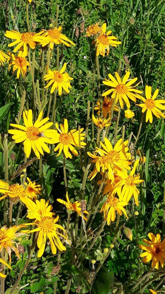 زيت زهرة الأرنيكا ... التاريخ وموانع الاستخدام