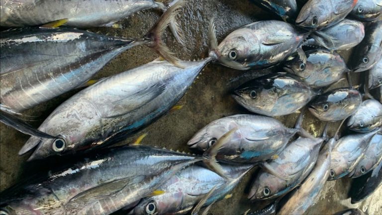 كل شيء عن سمك التونة
