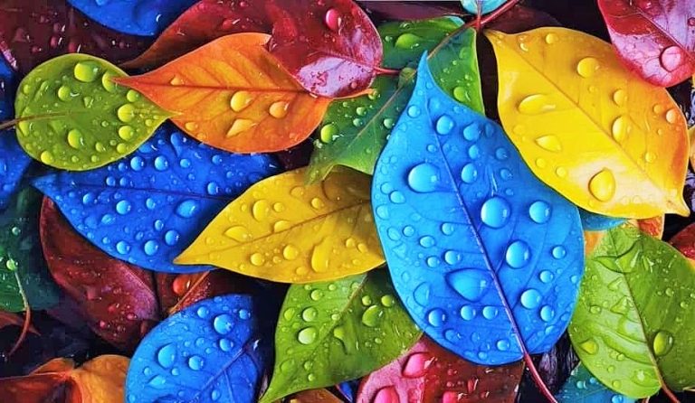 نباتات منزلية صديقة وسهلة العناية بها! نباتات منزلية صديقة وسهلة العناية بها!