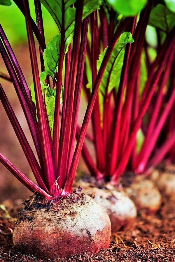 زراعة البنجر العضوية في جنوب فرنسا