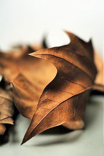 أوراق الكستناء