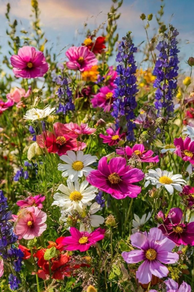 آلام المفاصل والعضلات والنباتات البرية الطبية