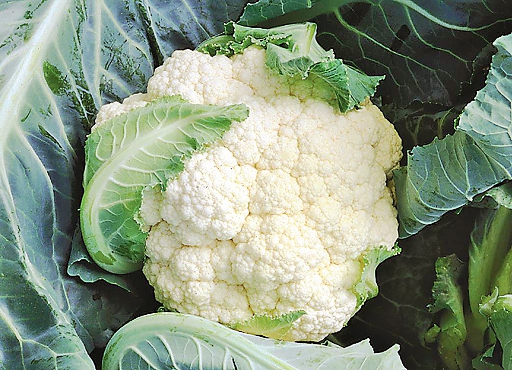 الخصائص الغذائية للقرنبيط