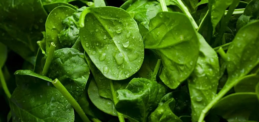 السبانخ للتخلص من سموم الئتاء