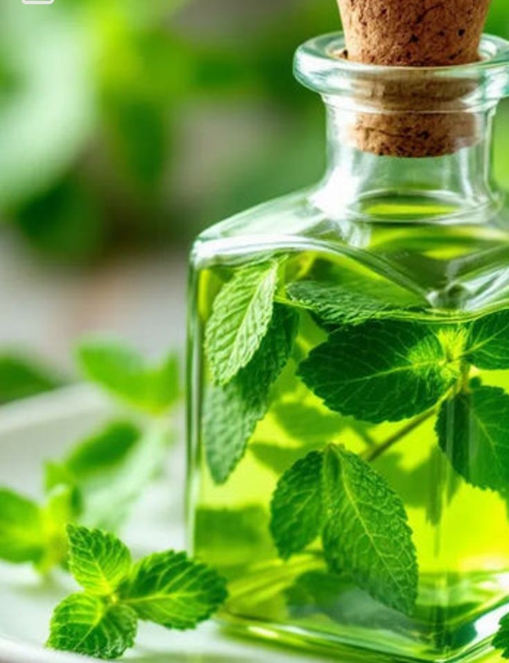 الفوائد الصحية لزيت النعناع العطري
