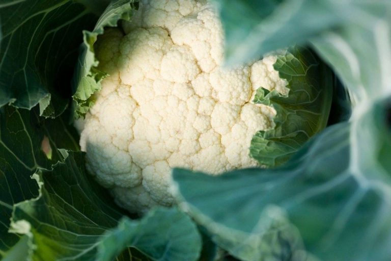 القرنبيط … الفوائد والفضائل القرنبيط ... الفوائد والفضائل