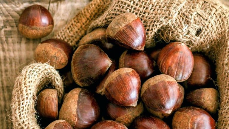 الكستناء ... الخصائص والفضائل