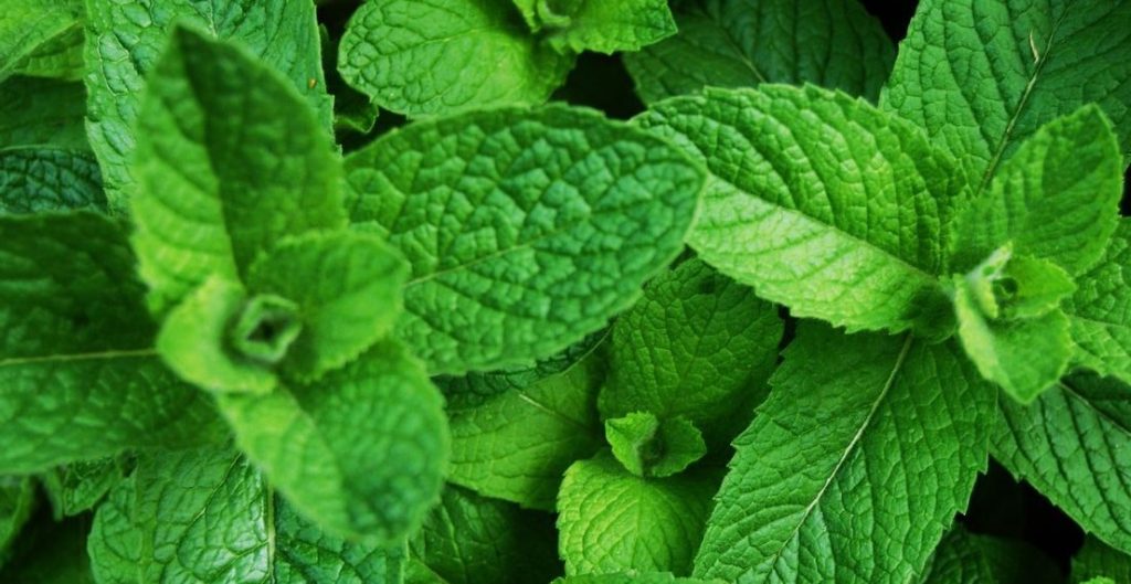 النعناع العطري الحار