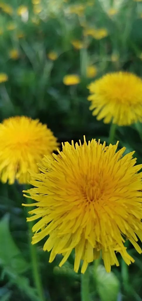 الهندباء تزيل السموم من الكبد وتنظفه