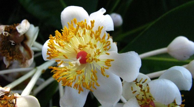 زيت الكالوفيل ... استخدامات جلدية وتجميلية