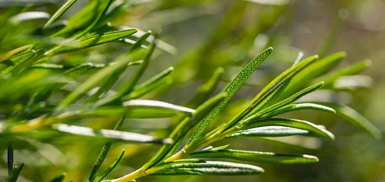 نباتات تنظف الكبد من السموم