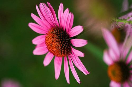 الإكناسيا من علاجات الجدات الطبيعية المضادة للإرهاق