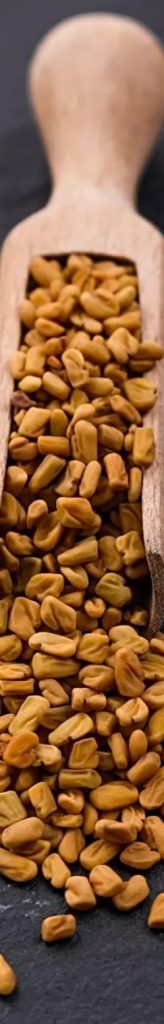 الحلبة وفوائدها الصحية والعلاجية