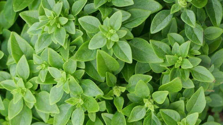 الريحان ... الفوائد الصحية