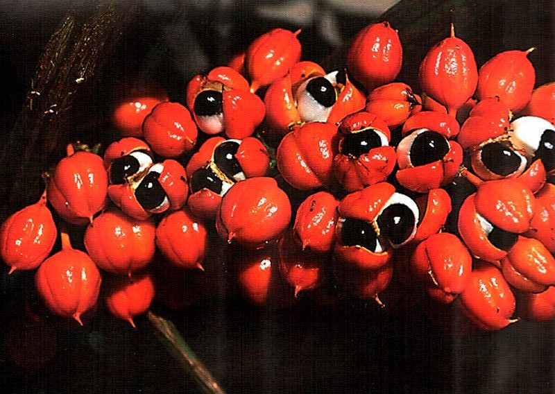 الغوارانا من علاجات الجدات الطبيعية المضادة للإرهاق