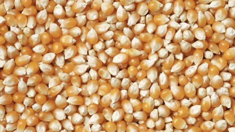 دقيق الذرة ... الخصائص والفوائد والمنافع