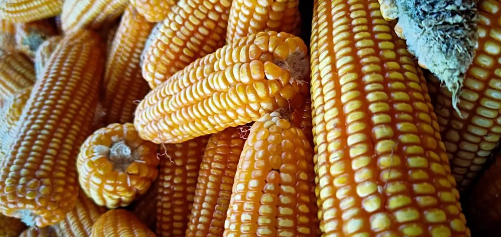 دقيق الذرة ... الفوائد والمنافع