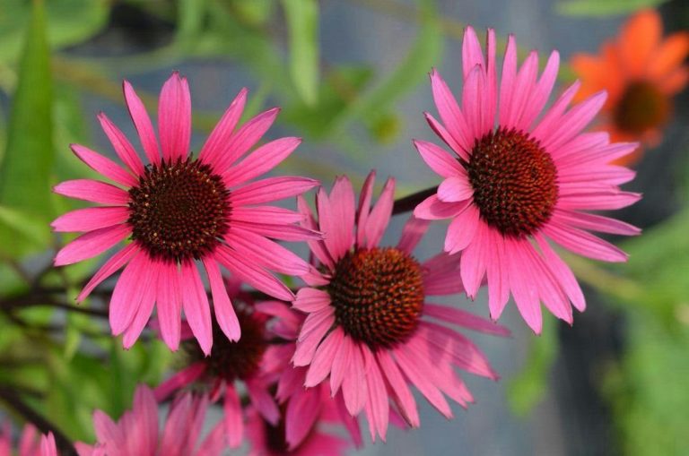 علاجات الجدات الطبيعية المضادة للإرهاق