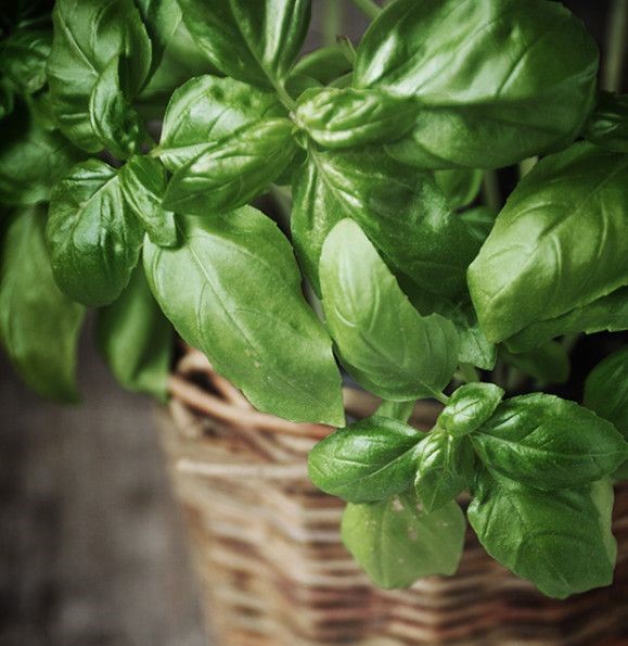 فوائد الريحان وفضائله