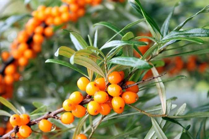 نبق البحر من علاجات الجدات الطبيعية المضادة للإرهاق