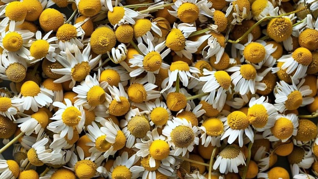 أزهار البابونج الالماني