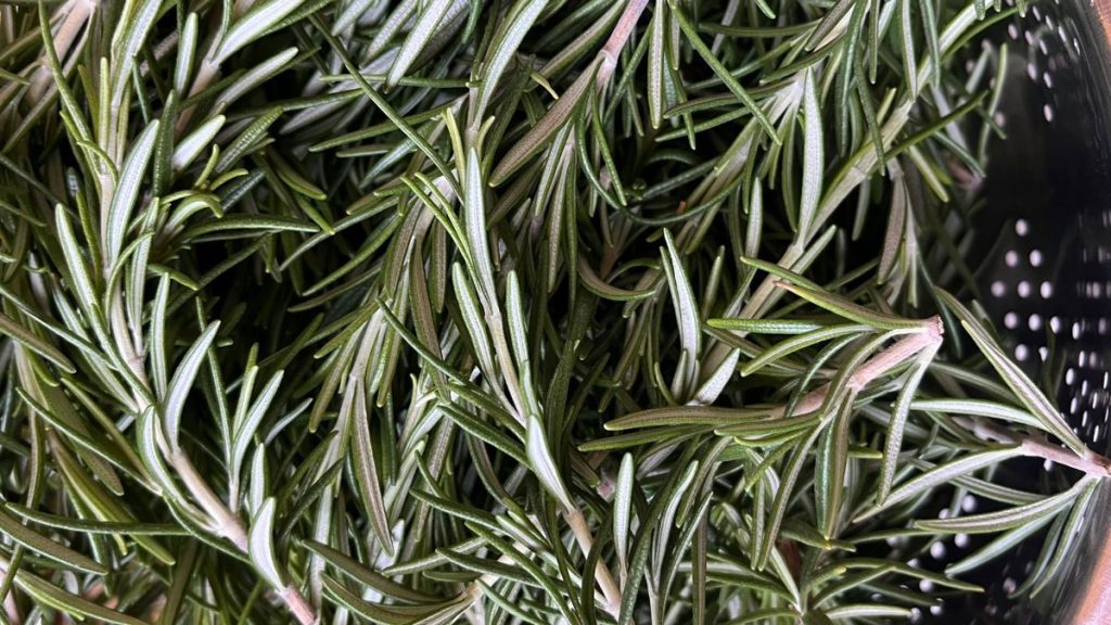 نبات إكليل الجبل سينول العطري