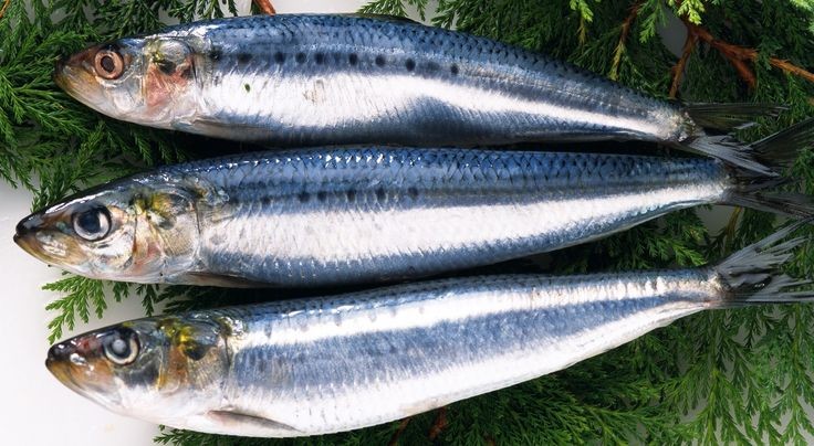 الأسماك تزيد الوزن … صح ام خطأ؟ الأسماك تزيد الوزن ... صح ام خطأ؟