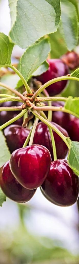 يُسبّب الكرز السمنة ... هل هذه خرافة أم حقيقة؟