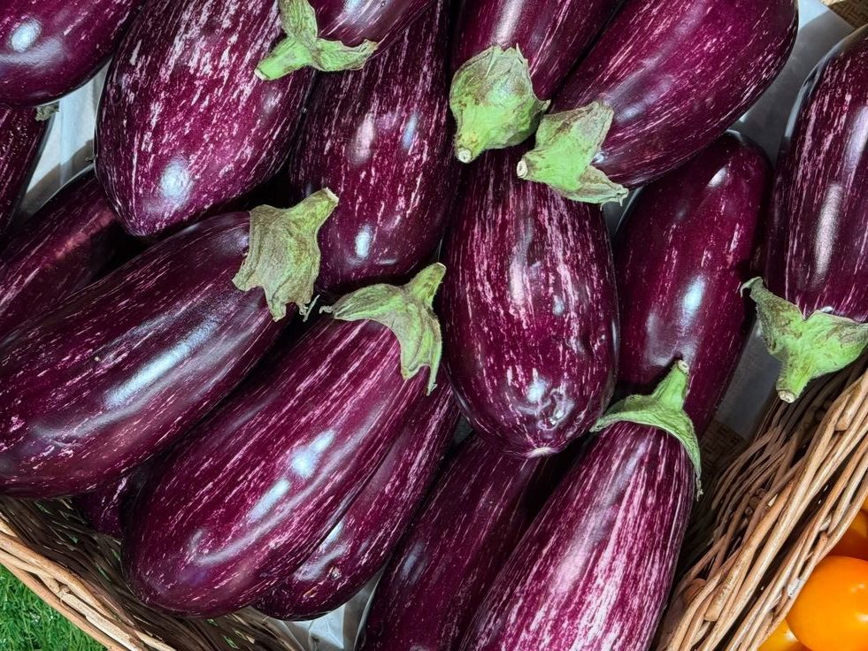 الباذنجان