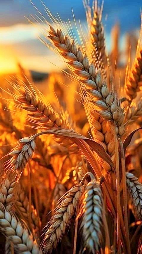 داء السيلياك … التوصيات الغذائية داء السيلياك ... التوصيات الغذائية