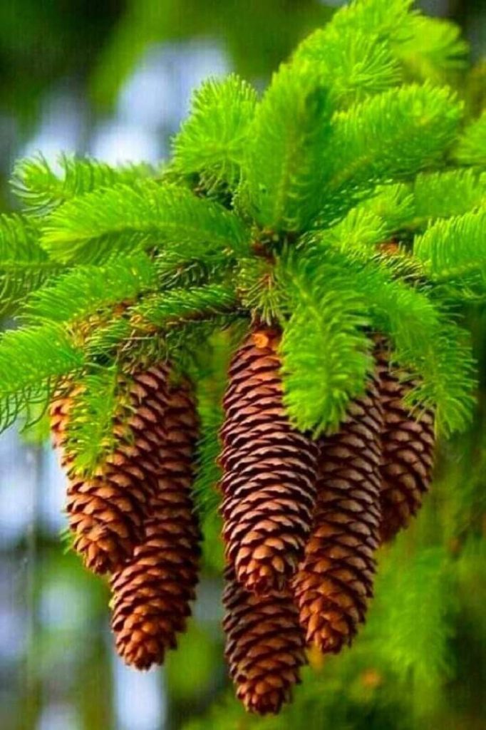 زيت التنوب البلسمي العطري … كل شيء زيت التنوب البلسمي العطري ... كل شيء