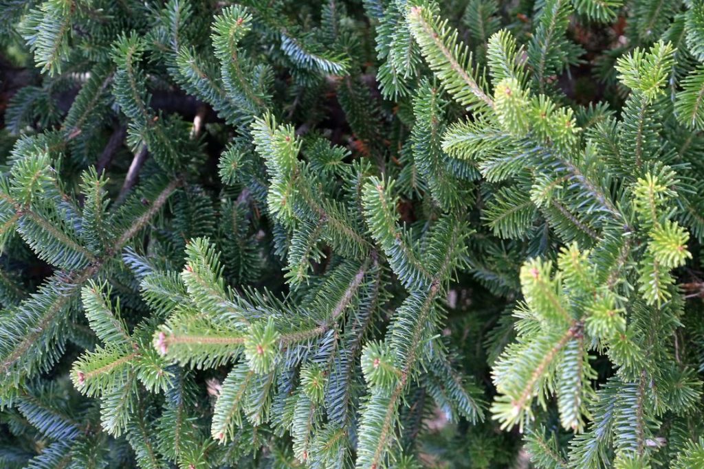 شجرة التنوب البلسمي موطنها الأصلي كندا