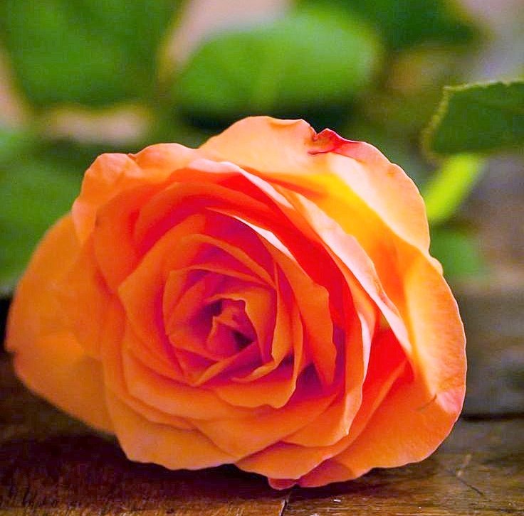 ما هي آثار الغبار على الرئتين؟ ما هي آثار الغبار على الرئتين؟