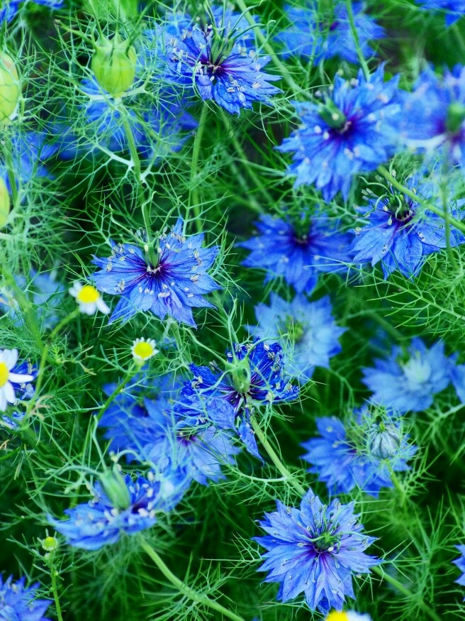 نبات حبة البركة