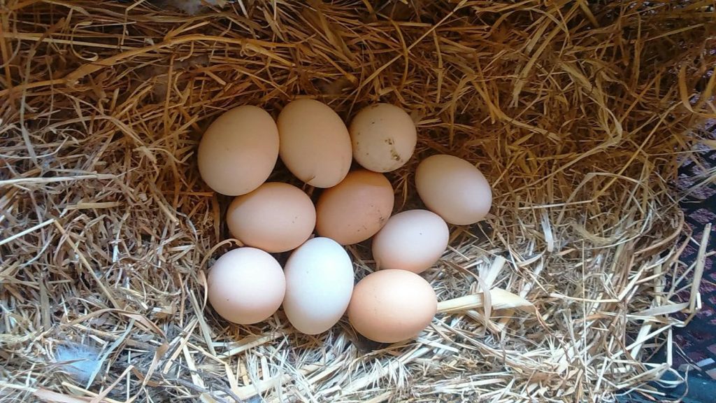 هل يمكن التعايش مع حساسية البيض؟