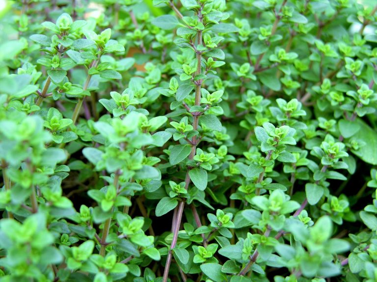 أهمية زيت الاوريغانو العطري الشفائية