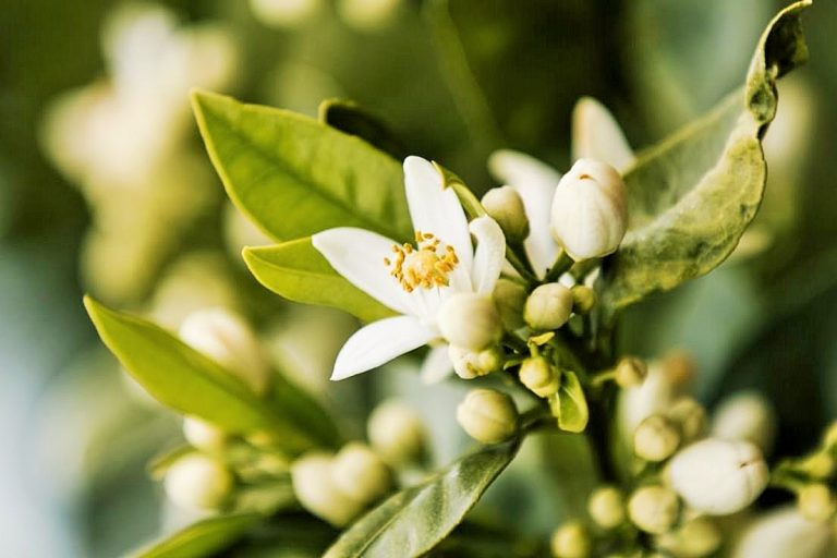 استخدامات زيت النيرولي العطري ... الدواعي والنصائح