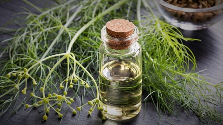 استعمالات زيت الشبت العطري ... الدواعي والكيفية والاحتياطات