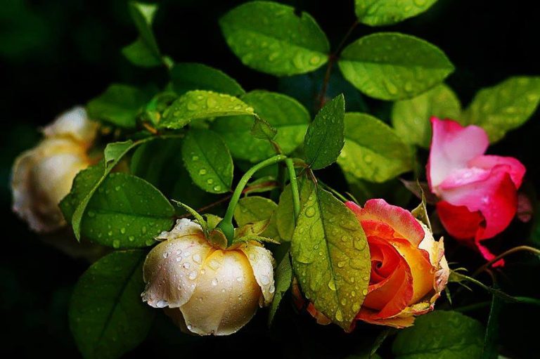 الورد الدمشقي ... أصل عربي وتاريخ غربي