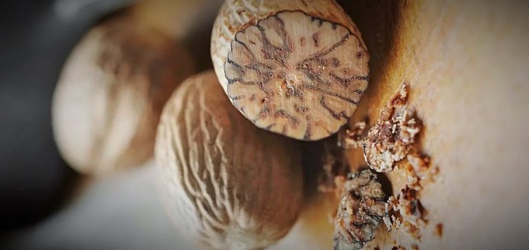 جوزة الطيب ... القصة والتاريخ