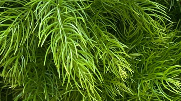 زيت الشبت العطري ... الحكايات والقصص