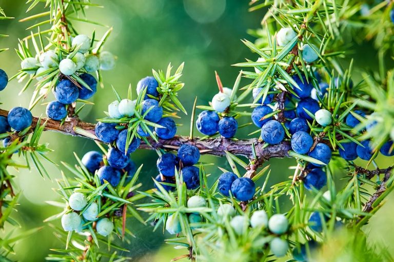 زيت العرعر العطري ... التاريخ